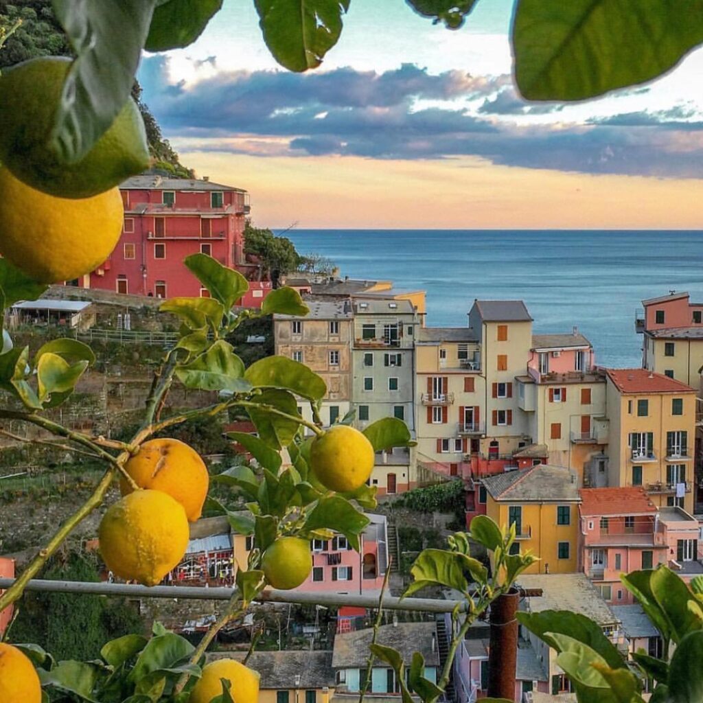 lemons manarola